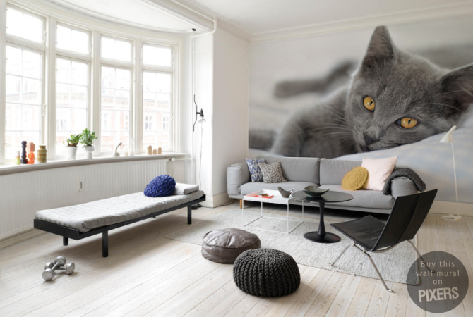 Cat • Living room - Contemporary