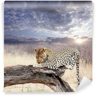 Fototapeten Leoparden