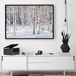 Wall mural - Winter birch forest