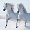 Horses