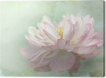 Lotus Canvas Prints