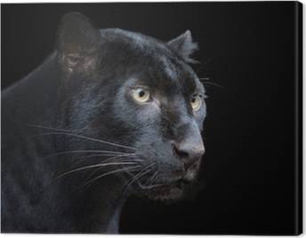 Panthers Canvas Prints