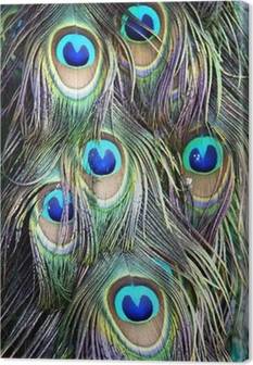 Peacocks Canvas Prints