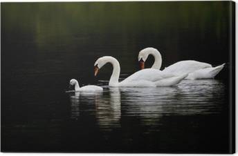 Swans Canvas Prints