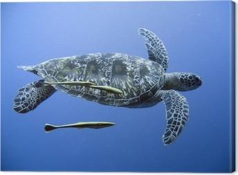 Canvas Schildpadden