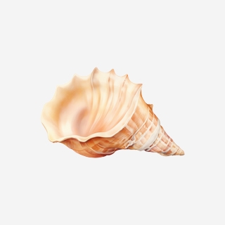 Shells