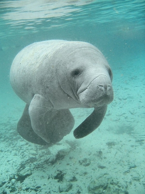 manatee body pillow
