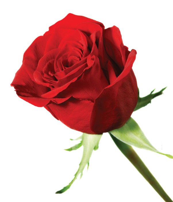 Plakat Blomstring av en rose isolert 