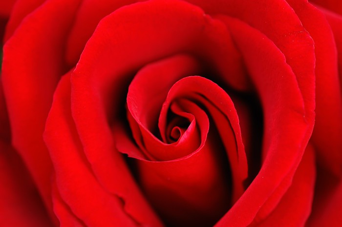 Floral Red rose close-up photo Wallpaper wall mural 8625306