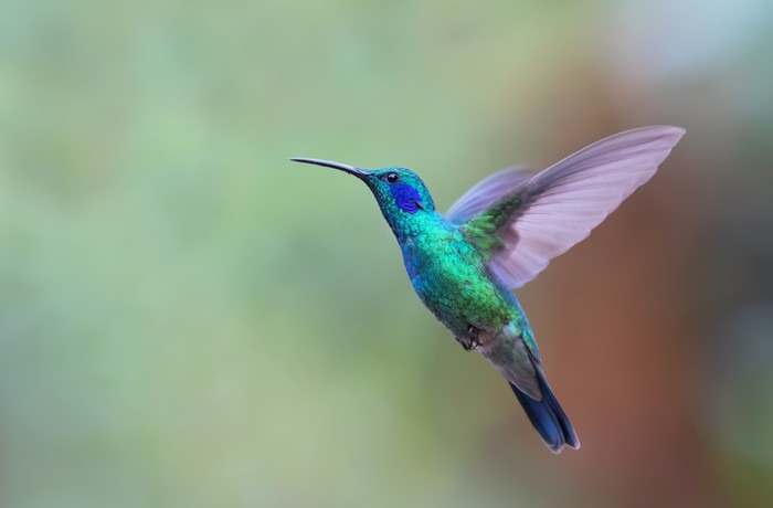 Fototapeta Winylowa Zielona Violetear Koliber W Locie W Kostaryce Zwierzeta Fototapeta Winylowa Zielona Violetear Koliber W Locie W Kostaryce Zwierzeta