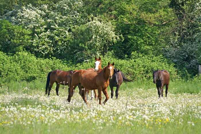 Fototapete Pferdekoppel • Pixers® - Wir leben, um zu verändern