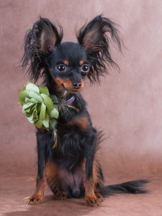 Moscow long sale haired toy terrier