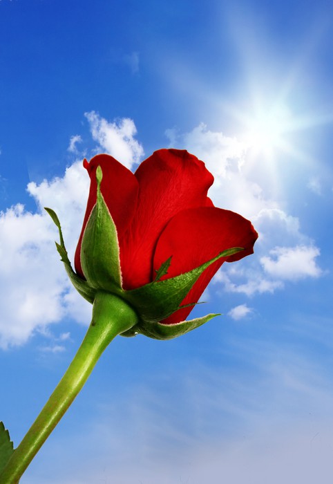 Fotomural Rosa roja contra el cielo azul • Pixers® - Vivimos para cambiar