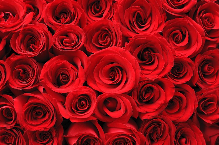 Roze Raund Fotobehang Rode rozen achtergrond • Pixers® - We leven om te veranderen