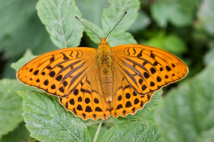 Voir Un Papillon Noir Et Orange Signification