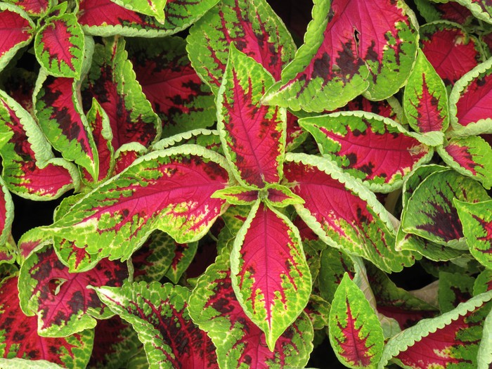 Fotomural Rojo y verde planta de hojas coleus • Pixers® - Vivimos para