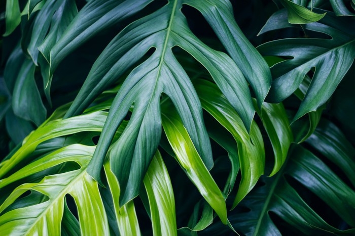 Fotomural Hojas verdes tropicales sobre fondo oscuro 