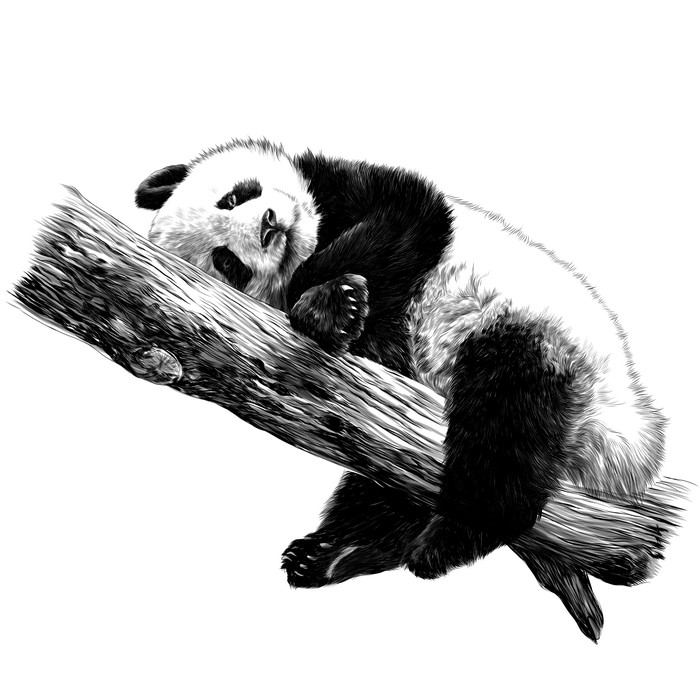 Panda Lies Sleeping On A Branch Sketch Vector Graphics Monochrome Black And White Drawing Plush Blanket Pixers We Live To Change