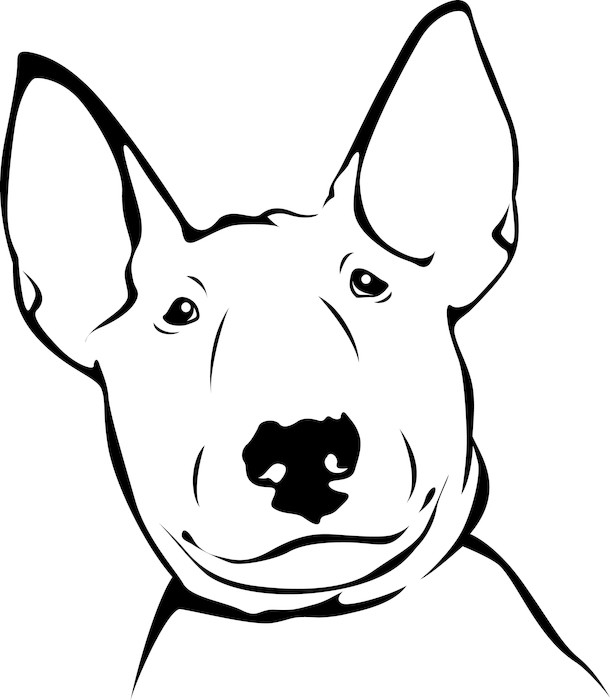 Fototapete Bull Terrier - Portrait 03 • Pixers® - Wir leben, um zu
