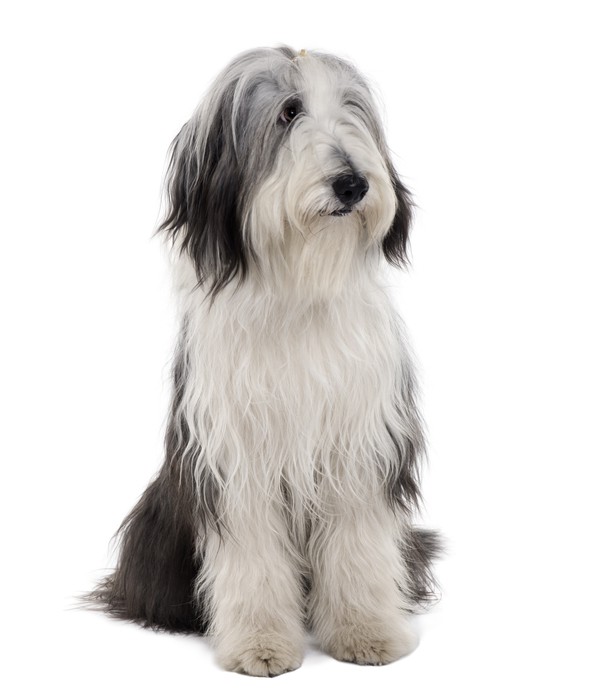 Front View Of A White And Gray Seated Bearded Collie Stock Photo - Download  Image Now - iStock