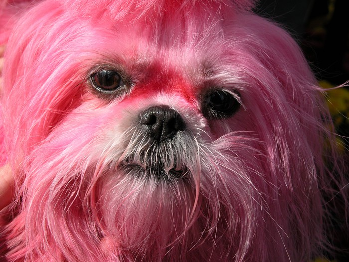 Poster pink dog - PIXERS.CA