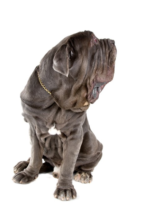 Poster Mastino Napoletano, Mastino, Neapolitan Bulldog 