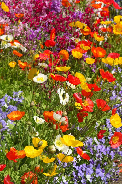 Fototapete Bunte Blumenwiese mit farbigem Mohn • Pixers® - Wir leben