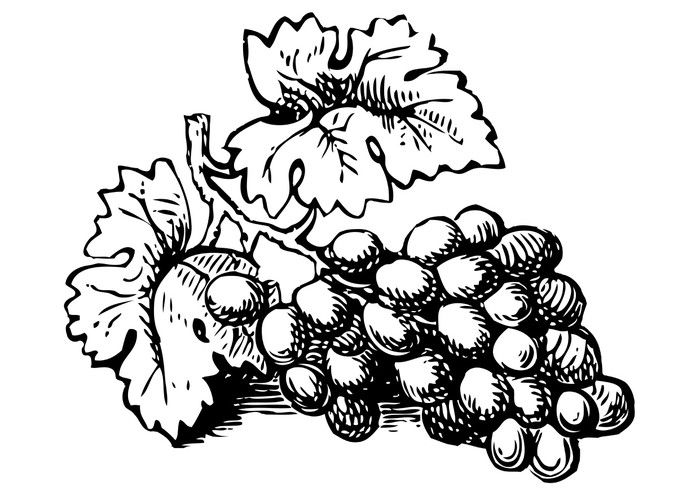 Resultat d'imatges de uvas en blanco y negro