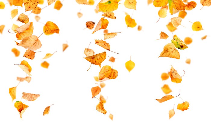 Cuadro en Lienzo Hojas de otoño cayendo y girando aislado en blanco