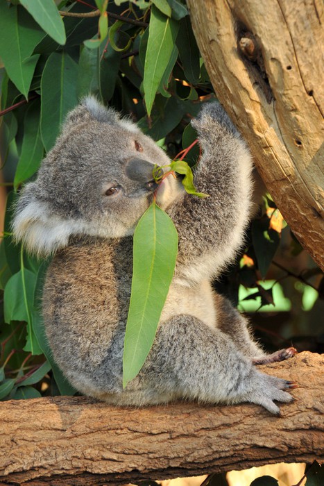 MAGAM Stoff 'Eukalyptus Koala' – Oeko-Tex Zertifizierte Baumwolle, 160 Cm Breit (Meterware)