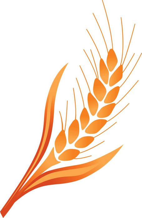 Fotomural Ilustración vectorial de la espiga de trigo • Pixers