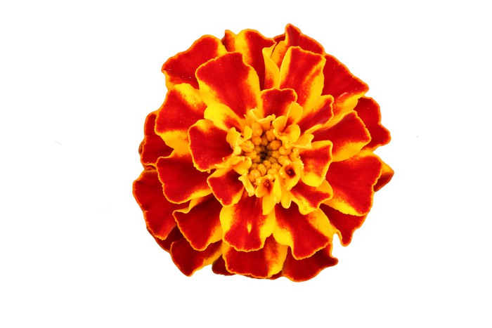 Poster marigold flower 