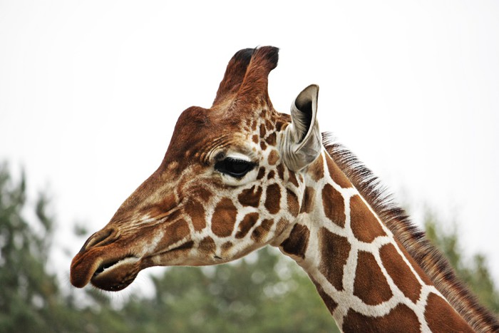Fotobehang Hoofd en nek van een giraffe • Pixers® - We leven om te