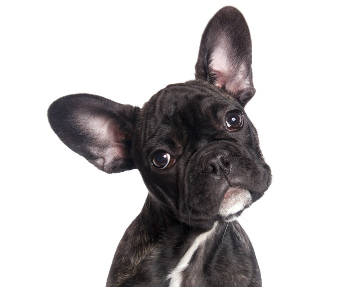 4 PCS Chien Autocollant De Voiture 3D - Labrador, Bouledogue Français Réaliste En Vinyle Pour Fenêtre - 30cmx30cm