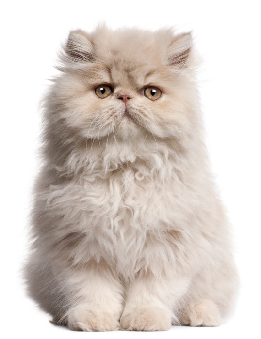 Young Persian cat sitting in front of white background Vinyl Wall Mural - Mammals