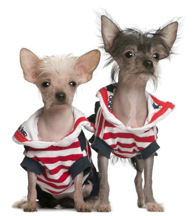 Chinese crested hot sale clothes