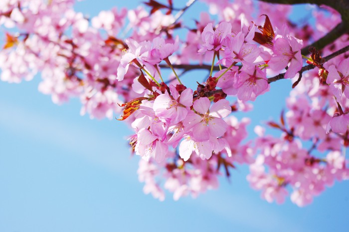 Pink Cherry Tree In Full Blossom Wall Mural Pixers We Live To Pink Cherry Tree In Full Blossom Vinyl Wall Mural Themes