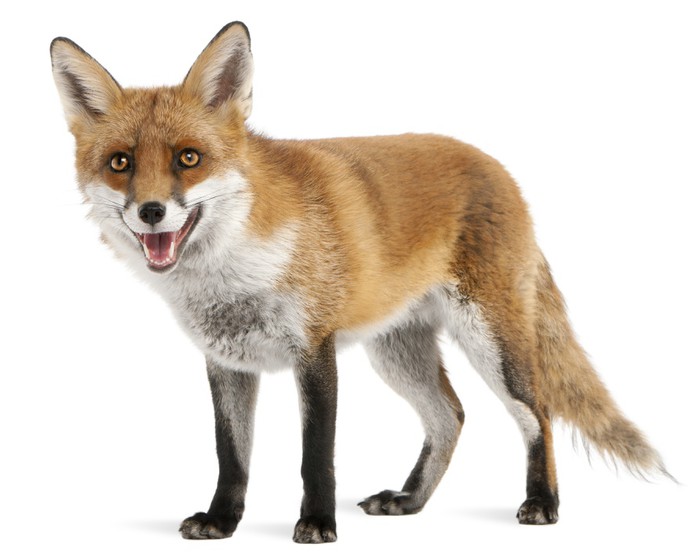 Sticker Red Fox, Vulpes vulpes, 4 years old, in front of white 