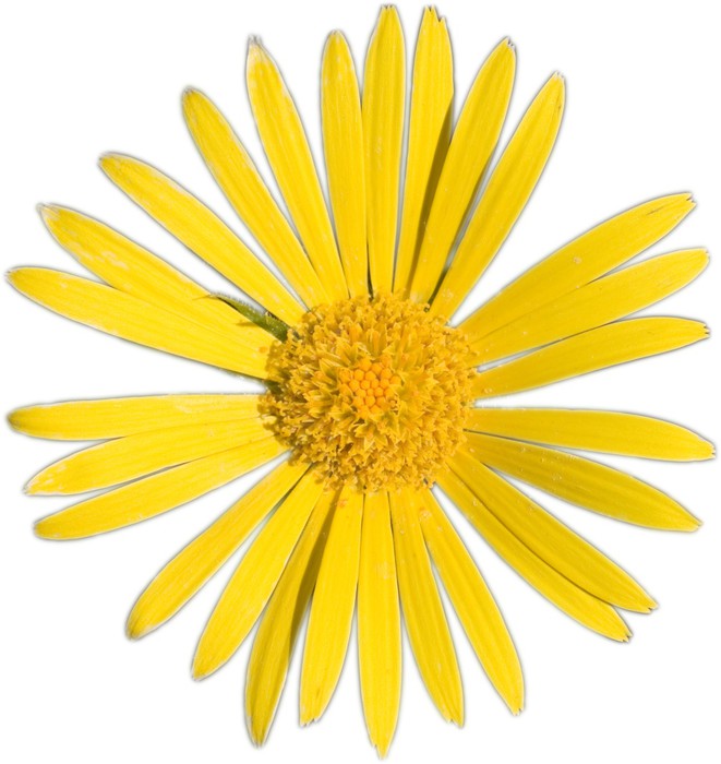 yellow flower Sticker • Pixers® • We live to change