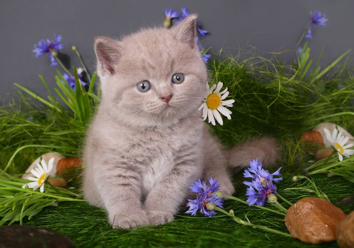 Papier Peint Chaton dans les fleurs sur un fond noir 