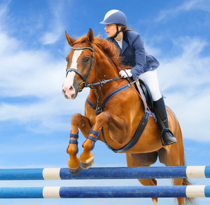 Poster De saut d'obstacles à cheval brun en Angleterre 