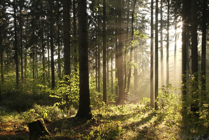 Misty coniferous forest backlit by the morning sun Wall 