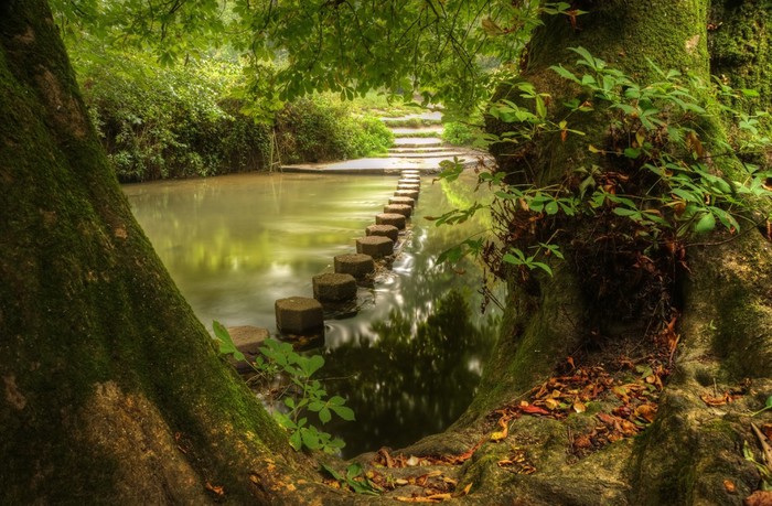 Beautiful Forest Scene Of Enchanted Stream Flowing Through Lush Vinyl Wall Mural