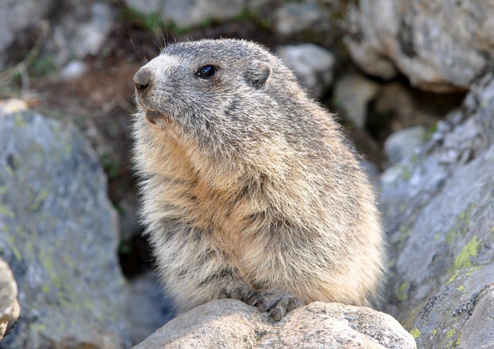 Poster Marmotta sguardo a sinistra 