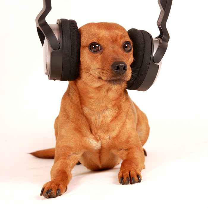 Wall Mural dog with headphones PIXERS.CA