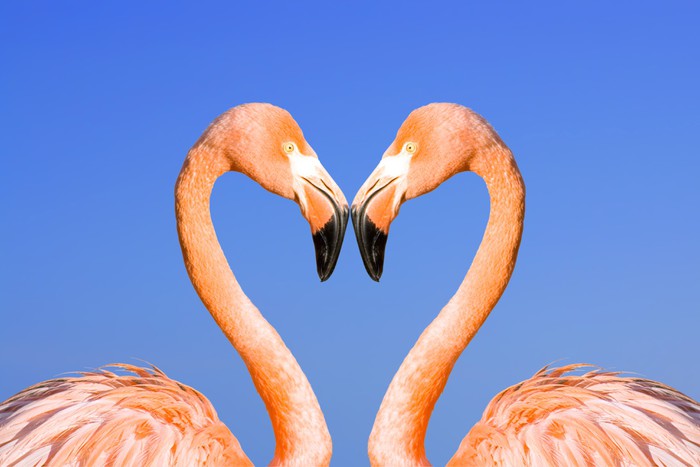 Cinturino Id Collo Cool Cordino Cordini Distintivi Uomo Chiave Miss - Foto 2