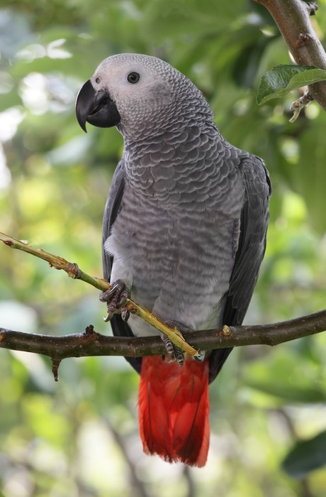 african grey parrots dissertation Juan f masello never intended to study wild parrots twenty years ago, as a graduate student visiting the northernmost province of patagonia in argentina, he planned to write his dissertation on colony formation among seabirds. african grey parrots dissertation Juan f masello never intended to study wild parrots twenty years ago, as a graduate student visiting the northernmost province of patagonia in argentina, he planned to write his dissertation on colony formation among seabirds.