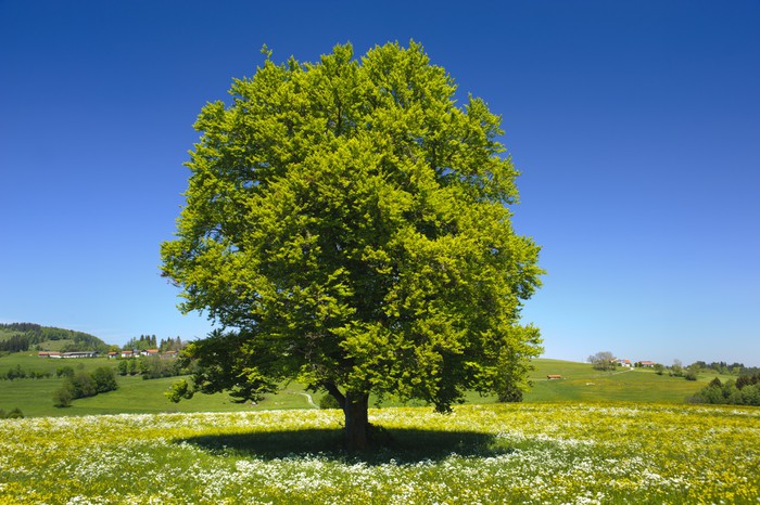 Fototapete Buche Baum • Pixers® Wir leben, um zu verändern