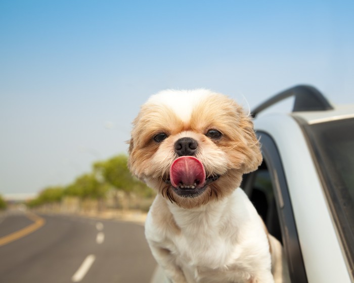 Image result for Shih Tzu Hund im Auto