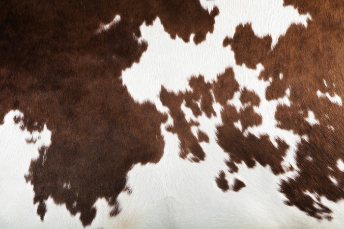 real cow skin texture Wall Mural Pixers We live to change